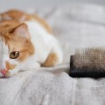 cara mengatasi bulu kucing yang gugur - Charles Hardacre