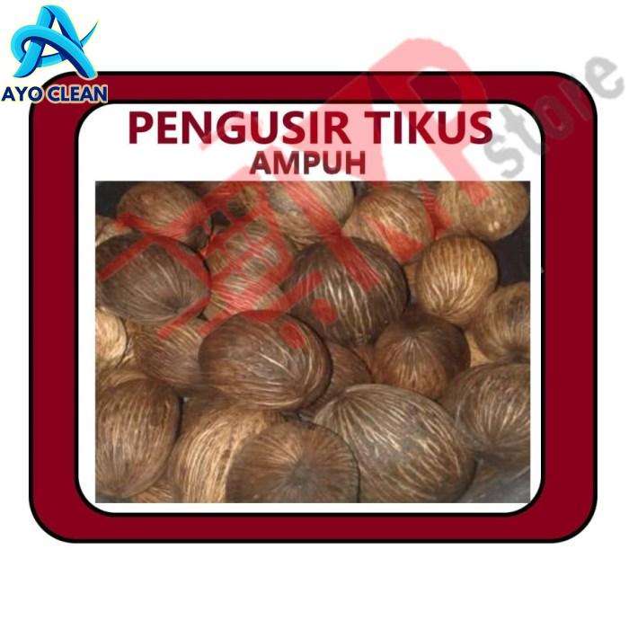Cara menggunakan buah bintaro pengusir tikus