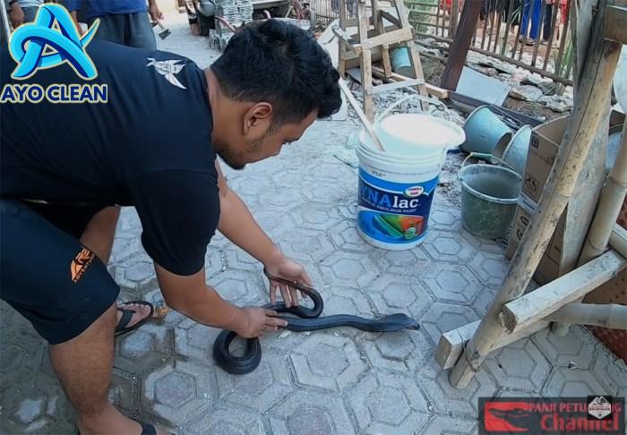 Ular Bertelur - YouTube