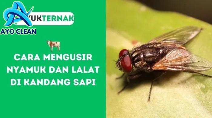 Cara usir lalat di kandang ayam
