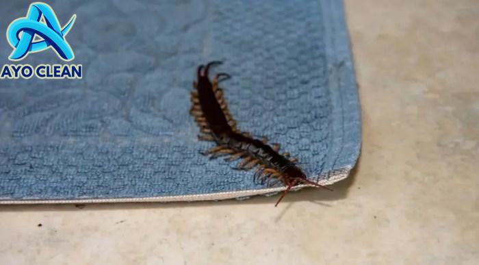 6 Cara Mengusir Kelabang Dari Kamar Tidur Yang Sederhana dan Efektif ...