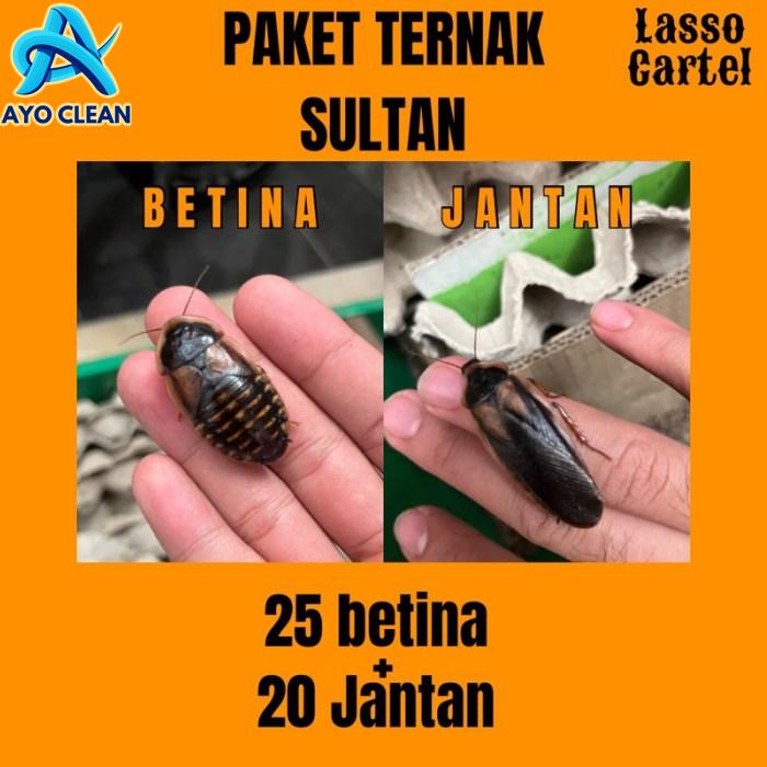 Cara ternak kecoa dubia