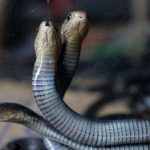 Sangat Ampuh! Ternyata Begini Cara Mencegah Ular Kobra Masuk Rumah ...