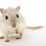 8 Cara Agar Tikus Tidak Masuk Rumah | Insekta Pest Control