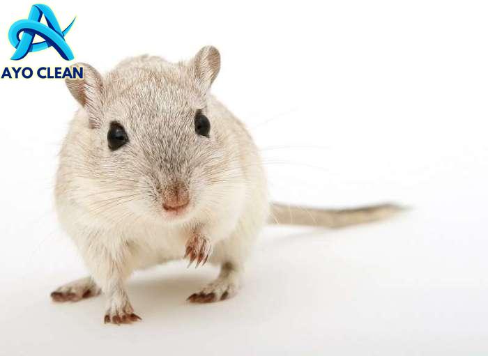 8 Cara Agar Tikus Tidak Masuk Rumah | Insekta Pest Control