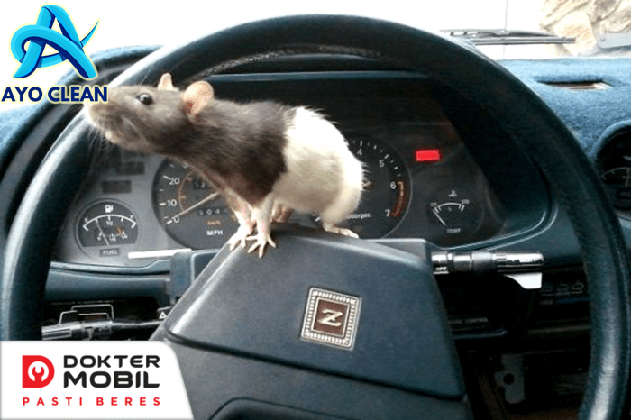Cara Ampuh Mengusir Tikus di Dalam Mobil - PRIMA AC