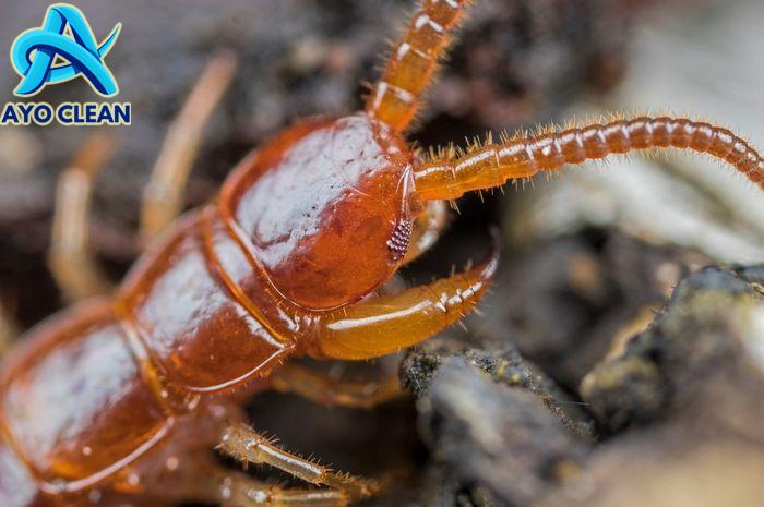 Cara agar tidak ada kelabang di rumah