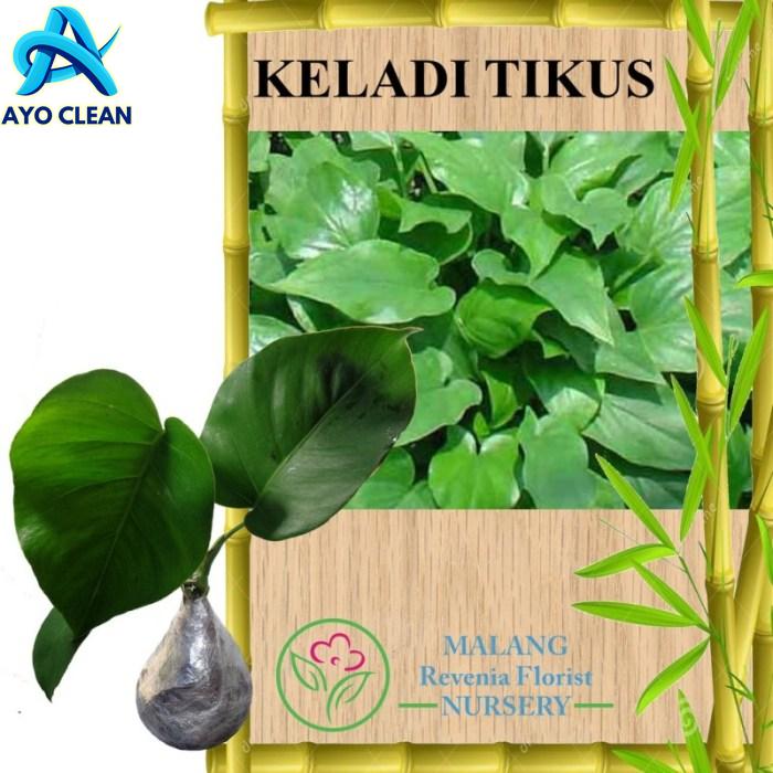 Manfaat Luar Biasa Daun Keladi Tikus untuk Kesehatan - breakerslab.org