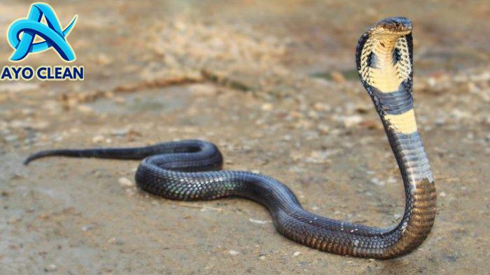 Cara membunuh ular kobra