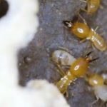 Cara membasmi rayap dengan kapur barus