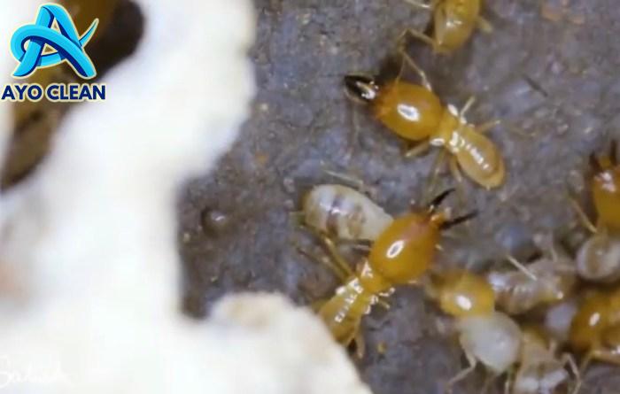 Cara membasmi hama kutu putih pada pohon mangga yang aman - YouTube