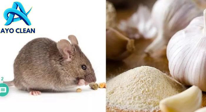 7 Cara Mengusir Tikus di Lemari Pakaian Paling Efektif dan Ampuh ...