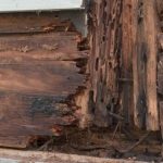 Cara Membasmi Rayap Kayu Secara Alami! - PT Mahaka Improcare Indonesia