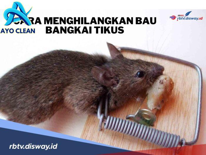 6 Cara Jitu dan Ampuh Menghilangkan Bau Bangkai Tikus, Sekaligus ...