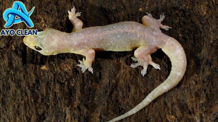 Tujuan Cicak Memutuskan Ekornya sebagai Bagian dari Adaptasi Mahluk ...