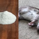 8 Cara Mengatasi Bau Bangkai Tikus, Menyamarkan Aromanya yang Menyengat ...