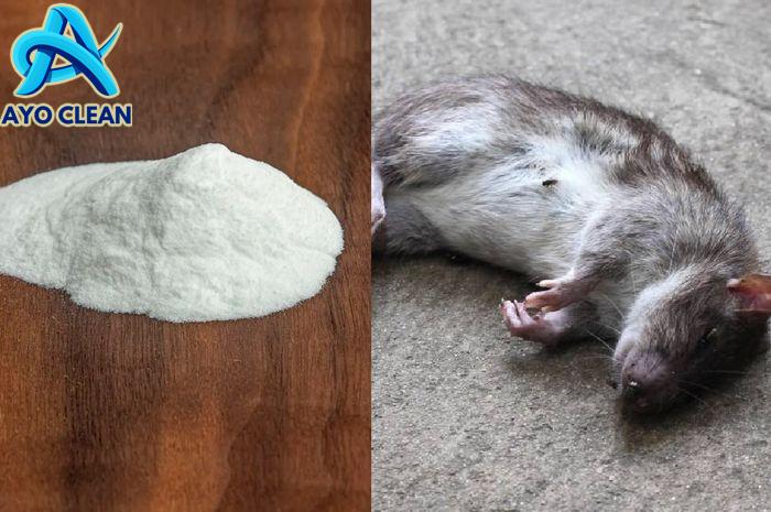 8 Cara Mengatasi Bau Bangkai Tikus, Menyamarkan Aromanya yang Menyengat ...