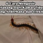 6 Cara Mengusir Kelabang Dari Kamar Tidur Yang Sederhana dan Efektif ...