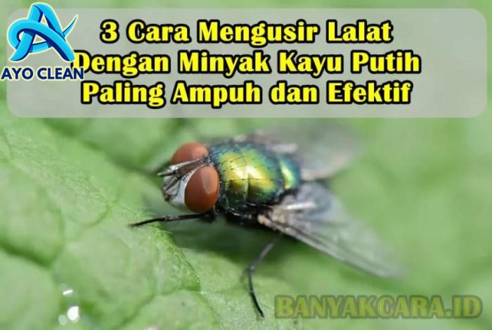 3 Cara Mengusir Lalat Dengan Minyak Kayu Putih Paling Ampuh dan Efektif ...