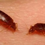 7 Cara Membasmi Kutu Kasur dan Telurnya dengan Cepat