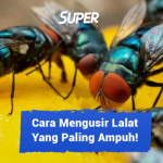 10 Cara Mengusir Lalat yang Paling Ampuh dan Mudah!