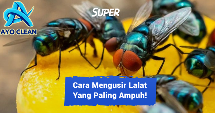 Tips Cara Mengusir Lalat Dirumah agar Terhindar dari Penyakit ...