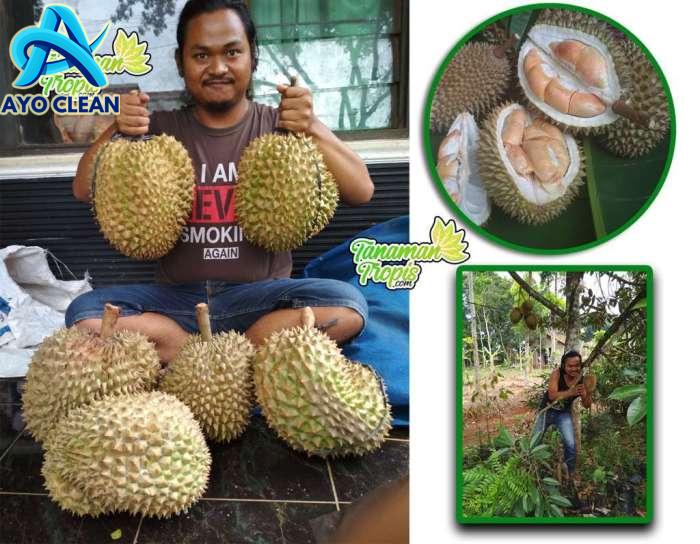 6 Cara Membasmi Rayap pada Kayu, Tips Melindungi Furnitur dari Rayap