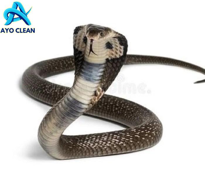 Cara Menangani dan Mencegah Gigitan Ular Kobra yang Sangat Mematikan ...