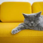 Cara Mengobati Jamur Pada Kucing Dengan Cepat! #kucing #cat - YouTube