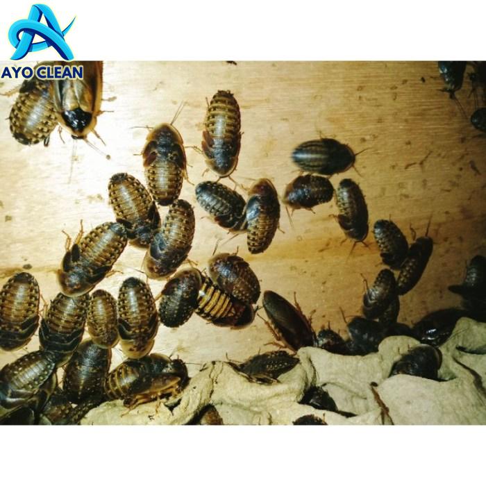 Jual Kecoa dubia 1 kilo bersih size random 3_4cm pakan makanan ikan ...