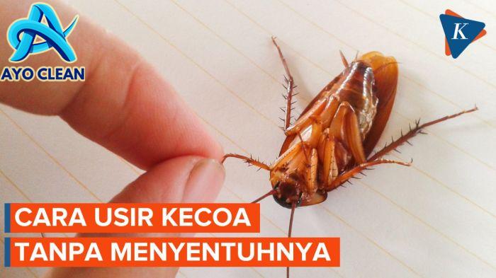 Berita Harian Cara-membasmi-kecoa-di-rumah Terbaru Hari Ini - Kompas.com