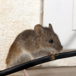 Cobain 5 Cara Mencegah Kabel di Rumah Digigit Tikus, Barang Elektronik ...