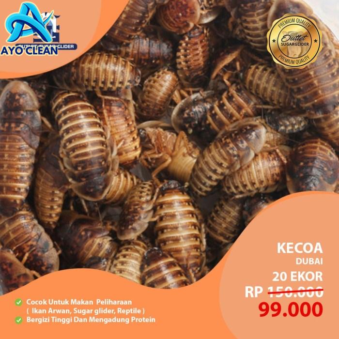Cara ternak kecoa dubia