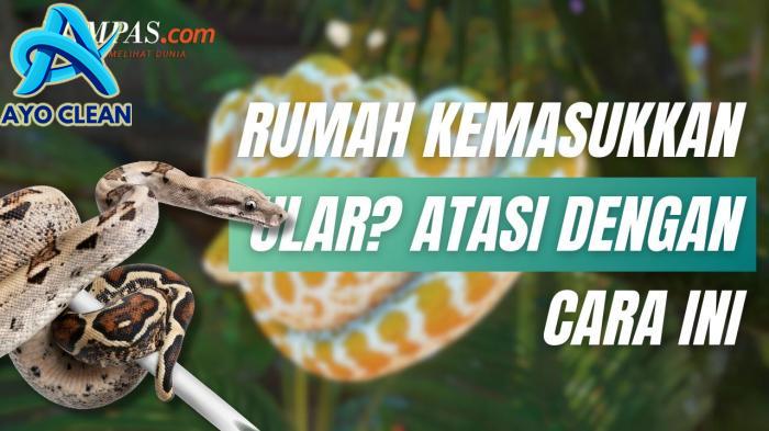 7 Cara Mengusir Ular dari Rumah Pasca-banjir