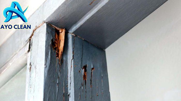 Enam Tips Sederhana Membasmi Rayap di Rumah