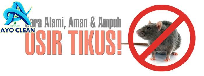 11 Cara Mengusir Tikus Yang Membandel | Klopmart