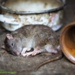 15 Cara Mengusir Tikus yang Paling Ampuh dan Mudah