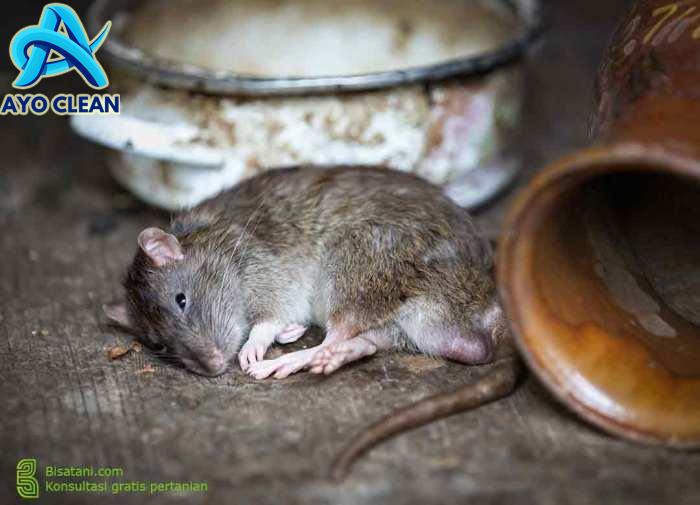 Cara Membasmi dan Mengusir Tikus di Sawah Maupun Rumah