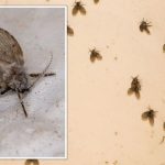 Cara mengusir lalat di kamar