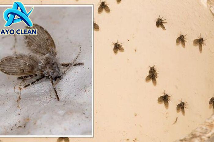 Cara Menghilangkan Jentik Nyamuk di Bak Mandi yang Mudah – bTaskee