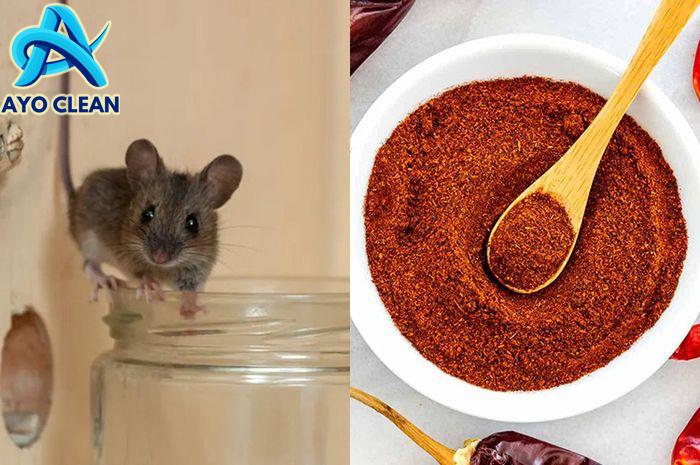 Cara Ampuh Mengusir Tikus dan Curut di Rumah, Gak Bakal Balik Lagi ...