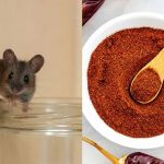 Cara Ampuh Mengusir Tikus dan Curut di Rumah, Gak Bakal Balik Lagi ...