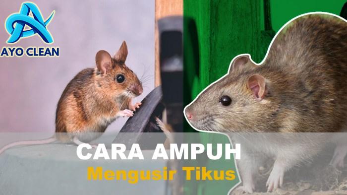 Cara Ampuh mengusir Tikus di dalam rumah - Endemik