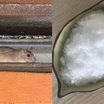 Cara Mengusir Tikus dari Rumah dengan Mudah dan Ampuh - Varia Katadata ...