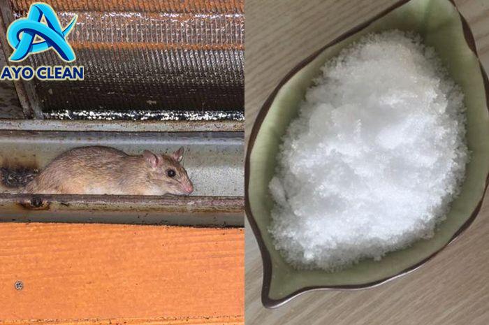 Cara Ampuh Mengusir Tikus dari Loteng Rumah, Coba Sebarkan 3 Bahan ...