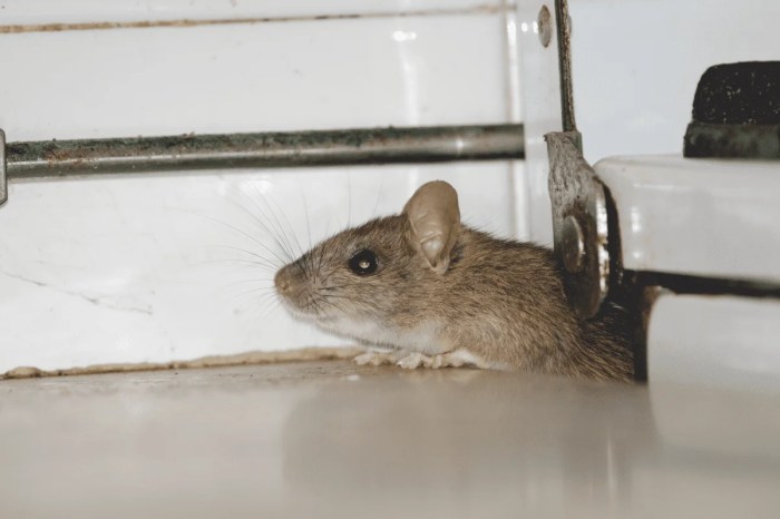 17 Cara Ampuh untuk Mengusir Tikus dari Pekarangan Rumah
