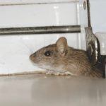 Cara Nak Menghilangkan Tikus Di Dalam Rumah - JeremykruwWiggins