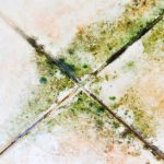 Cara menghilangkan lumut di lantai