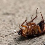 Cara Menghilangkan Kecoa Di Rumah | Insekta