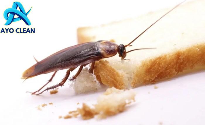 10 Cara Mengusir Kecoa yang Ampuh dengan Bahan Rumahan